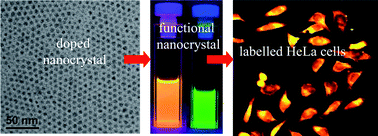 Graphical abstract: Doped semiconductor nanocrystal based fluorescent cellular imaging probes