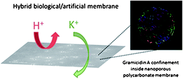 Graphical abstract: Controlling potassium selectivity and proton blocking in a hybrid biological/solid-state polymer nanoporous membrane