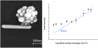 Graphical abstract: The anodic stripping voltammetry of nanoparticles: electrochemical evidence for the surface agglomeration of silver nanoparticles