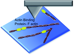 Graphical abstract: Correlative nanoscale imaging of actin filaments and their complexes