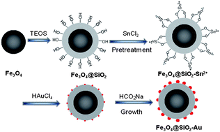 Graphical abstract: In situ loading of gold nanoparticles on Fe3O4@SiO2 magnetic nanocomposites and their high catalytic activity