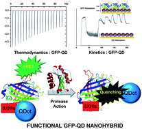 Graphical abstract: Bio-nanohybrids of quantum dots and photoproteins facilitating strong nonradiative energy transfer