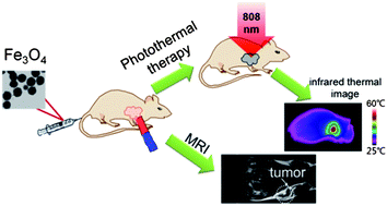 Graphical abstract: CMCTS stabilized Fe3O4 particles with extremely low toxicity as highly efficient near-infrared photothermal agents for in vivo tumor ablation