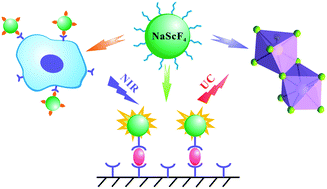 Graphical abstract: Lanthanide-doped NaScF4 nanoprobes: crystal structure, optical spectroscopy and biodetection