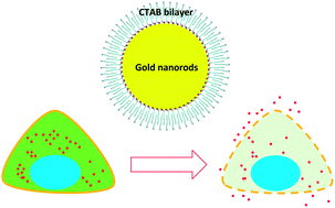 Graphical abstract: Surface chemistry of gold nanorods: origin of cell membrane damage and cytotoxicity
