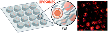 Graphical abstract: Lipogels: surface-adherent composite hydrogels assembled from poly(vinyl alcohol) and liposomes