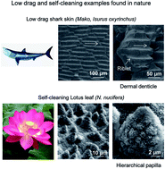 Graphical abstract: Fluid drag reduction and efficient self-cleaning with rice leaf and butterfly wing bioinspired surfaces