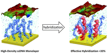 Graphical abstract: Structural and energetic basis for hybridization limits in high-density DNA monolayers
