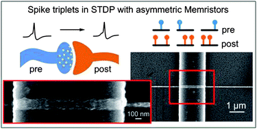 Graphical abstract: Synaptic behavior and STDP of asymmetric nanoscale memristors in biohybrid systems