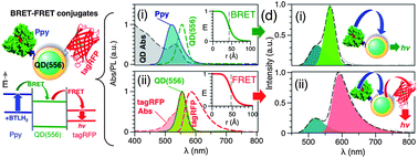 Graphical abstract: Novel multistep BRET-FRET energy transfer using nanoconjugates of firefly proteins, quantum dots, and red fluorescent proteins