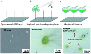 Graphical abstract: Nanoprobe arrays for multiple single cell insertion using heterogeneous nanosphere lithography (HNSL)