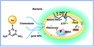 Graphical abstract: Multiple strategies to activate gold nanoparticles as antibiotics