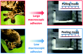 Graphical abstract: Instantly switchable adhesion of bridged fibrillar adhesive via gecko-inspired detachment mechanism and its application to a transportation system