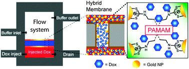Graphical abstract: Replenishable dendrimer–nanoparticle hybrid membranes for sustained release of therapeutics