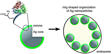 Graphical abstract: Specific biomolecule corona is associated with ring-shaped organization of silver nanoparticles in cells