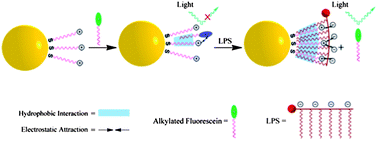 Graphical abstract: Exploring and exploiting the synergy of non-covalent interactions on the surface of gold nanoparticles for fluorescent turn-on sensing of bacterial lipopolysaccharide