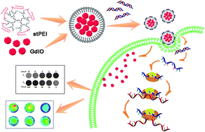 Graphical abstract: Gadolinium embedded iron oxide nanoclusters as T1–T2 dual-modal MRI-visible vectors for safe and efficient siRNA delivery
