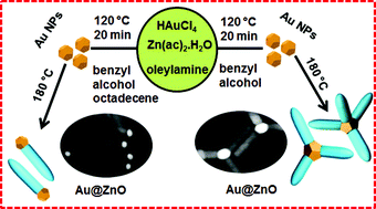 Graphical abstract: Controlled synthesis of linear and branched Au@ZnO hybrid nanocrystals and their photocatalytic properties