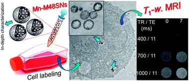 Graphical abstract: Manganese-impregnated mesoporous silica nanoparticles for signal enhancement in MRI cell labelling studies