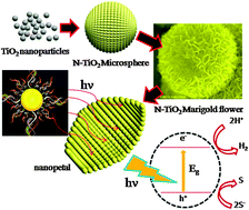 Graphical abstract: Nanostructured N-doped TiO2 marigold flowers for an efficient solar hydrogen production from H2S