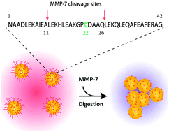 Graphical abstract: Peptide functionalized gold nanoparticles for colorimetric detection of matrilysin (MMP-7) activity