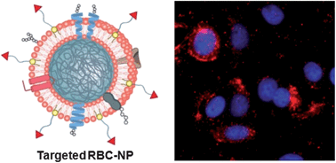 Graphical abstract: Lipid-insertion enables targeting functionalization of erythrocyte membrane-cloaked nanoparticles