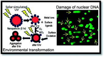 Graphical abstract: Impairments of cells and genomic DNA by environmentally transformed engineered nanomaterials