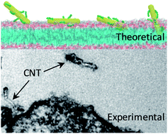 Graphical abstract: How do functionalized carbon nanotubes land on, bind to and pierce through model and plasma membranes