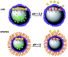 Graphical abstract: Functioning of nanovalves on polymer coated mesoporous silica Nanoparticles