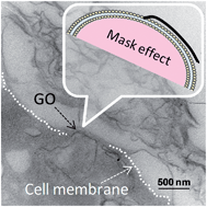 Graphical abstract: Evidencing the mask effect of graphene oxide: a comparative study on primary human and murine phagocytic cells