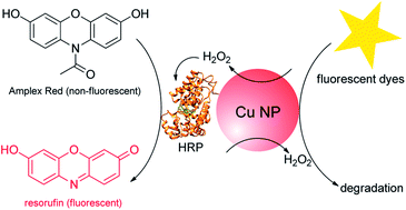Graphical abstract: Reactive oxygen species production by catechol stabilized copper nanoparticles