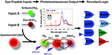 Graphical abstract: Biophotonic logic devices based on quantum dots and temporally-staggered Förster energy transfer relays