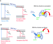 Graphical abstract: Resonance energy transfer between fluorescent BSA protected Au nanoclusters and organic fluorophores