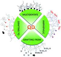 Graphical abstract: Polymer-coated quantum dots