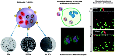 Graphical abstract: Design of hybrid multimodal poly(lactic-co-glycolic acid) polymer nanoparticles for neutrophil labeling, imaging and tracking
