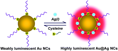 Graphical abstract: Lighting up thiolated Au@Ag nanoclusters via aggregation-induced emission