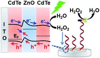 Graphical abstract: Quantum dot-functionalized porous ZnO nanosheets as a visible light induced photoelectrochemical platform for DNA detection