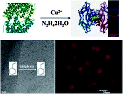 Graphical abstract: Protein-directed synthesis of pH-responsive red fluorescent copper nanoclusters and their applications in cellular imaging and catalysis
