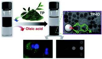 Graphical abstract: “Green” functionalization of magnetic nanoparticles via tea polyphenol for magnetic resonance/fluorescent dual-imaging