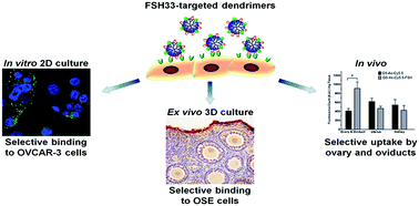 Graphical abstract: Targeting of follicle stimulating hormone peptide-conjugated dendrimers to ovarian cancer cells