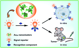 Graphical abstract: Rapid synthesis of highly luminescent and stable Au20 nanoclusters for active tumor-targeted imaging in vitro and in vivo