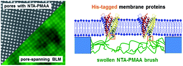 Graphical abstract: Smart polymer brush nanostructures guide the self-assembly of pore-spanning lipid bilayers with integrated membrane proteins