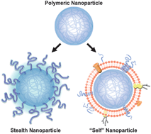 Graphical abstract: Polymeric nanotherapeutics: clinical development and advances in stealth functionalization strategies