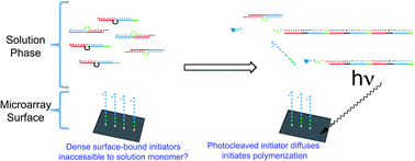 Graphical abstract: Photocleavage control of nucleated DNA nanosystems – the influence of surface strand sterics