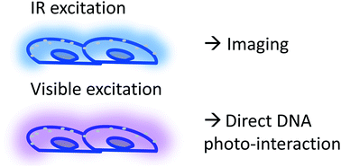 Graphical abstract: Deep UV generation and direct DNA photo-interaction by harmonic nanoparticles in labelled samples
