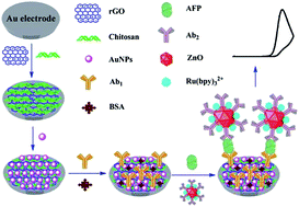 Graphical abstract: Using ruthenium polypyridyl functionalized ZnO mesocrystals and gold nanoparticle dotted graphene composite for biological recognition and electrochemiluminescence biosensing