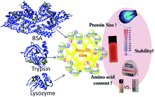 Graphical abstract: The role of protein characteristics in the formation and fluorescence of Au nanoclusters