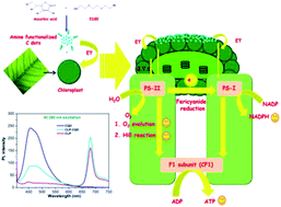 Graphical abstract: High throughput electron transfer from carbon dots to chloroplast: a rationale of enhanced photosynthesis