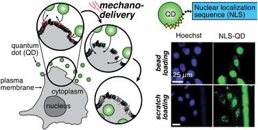 Graphical abstract: Mechanodelivery of nanoparticles to the cytoplasm of living cells