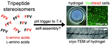 Graphical abstract: Chirality effects at each amino acid position on tripeptide self-assembly into hydrogel biomaterials